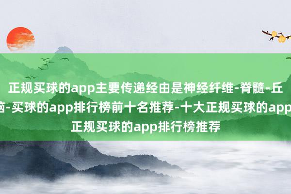 正规买球的app主要传递经由是神经纤维-脊髓-丘脑通路-大脑-买球的app排行榜前十名推荐-十大正规买球的app排行榜推荐