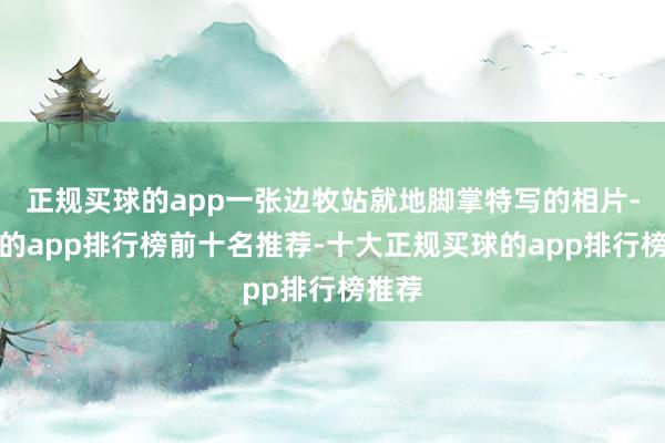 正规买球的app一张边牧站就地脚掌特写的相片-买球的app排行榜前十名推荐-十大正规买球的app排行榜推荐